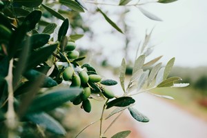 Προσλήψεις 26 συμβασιούχων για τις ελαιοκομικές περιοχές της Λάρισας 