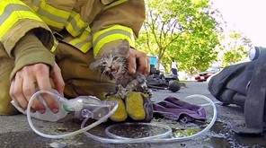 Η Πυροσβεστική έσωσε νεογέννητο γατάκι 