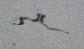 Φίδια κάνουν βόλτες ακόμα και στο κέντρο