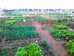 Λάρισα: Νέα διανομή κηπαρίων στο δημοτικό λαχανόκηπο 