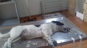 Θανατώθηκαν από φόλες πάνω από 40 σκυλιά στον Δήμο Αγιάς 