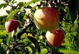 20η γιορτή μήλου στην Αγιά