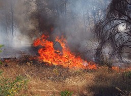 Υπό έλεγχο φωτιά που έκαψε καλαμιές κοντά στη Νίκαια 