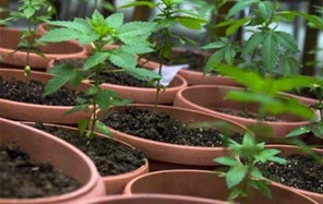 Χειροπέδες σε 46χρονο Λαρισαίο - Καλλιεργούσε 23 φυτά κάνναβης 