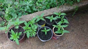 Λάρισα: Καλλιεργούσε φυτά κάνναβης μέσα σε γλάστρες 