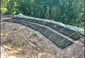 Μουζάκι Καρδίτσας: Εντοπίστηκε μεγάλη φυτεία 2.000 δενδρυλλίων κάνναβης 