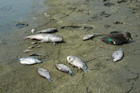 Nεκρά ψάρια στον Πηνειό - Ερευνάται αν σχετίζονται με τις πλημμύρες 