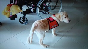 Ο πρώτος σκύλος-εργασίας για ΑΜΕΑ στη Λάρισα (ΦΩΤΟ)