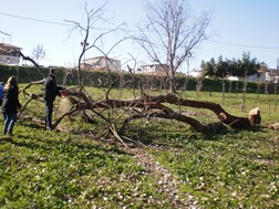 Έπεσε δέντρο στην συνοικία των Αμπελοκήπων