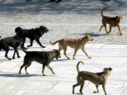 Ο Δήμος Ελασσόνας δεν έστειλε στοιχεία στον Τσιρώνη για τα αδέσποτα ζώα
