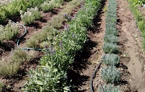TEI Θεσσαλίας: Ευκαιρίες από τα φυτά 