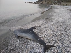 Δελφίνι εντοπίστηκε νεκρό στη Βελίκα Λάρισας