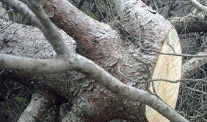 Δέντρο σκότωσε 60χρονο στο Αμούρι Ελασσόνας 
