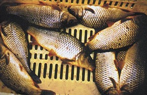 Στα «δίχτυα» της Αστυνομίας για παράνομη αλιεία – Χειροπέδες σε δύο άτομα για 230 κιλά ψάρια  