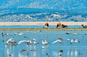 Ευθύνονται τα φυτοφάρμακα για τα νεκρά πουλιά στη λίμνη Κάρλα