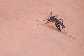 ΙΣΛ: Επικίνδυνα νοσήματα που μεταδίδονται με τα  κουνούπια - Πρόληψη και προστασία 