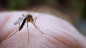 Τύρναβος: Εντοπίστηκαν μολυσμένα κουνούπια με τον ιό του Δυτικού Νείλου 