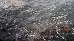 Πιθανότατα σε υπεραλίευση οφείλεται η μεγάλη ποσότητα νεκρών ψαριών στην παραλία της Κουλούρας 