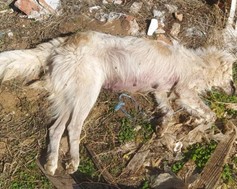 Nεκρά σκυλιά από φόλες στη Δολίχη Ελασσόνας 