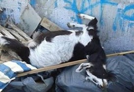 Τύρναβος: Πέταξαν νεκρή κατσίκα σε κάδο απορριμμάτων! 