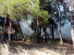 Αναδασωτέα η έκταση της Κοινότητας Τσαριτσάνης μετά την πυρκαγιά του Αυγούστου