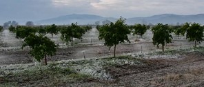 Ελασσόνα: Αναμένεται κλιμάκιο του ΕΛΓΑ για τις ζημιές στις δενδρώδεις καλλιέργειες