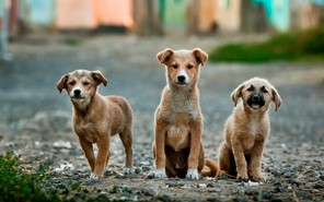 Συνεχίζεται το πρόγραμμα διαχείρισης αδέσποτων ζώων από το Δήμο Ελασσόνας