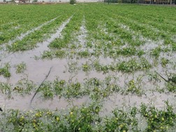 Πλημμύρισαν 2.000 στρέμματα καλλιεργειών στον Κραννώνα