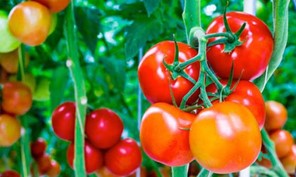Xωρίς αποζημίωση στη ντομάτα οι παραγωγοί της Θεσσαλίας 