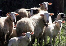 Προκηρύχθηκε η δράση «Γενετικοί πόροι στην κτηνοτροφία»