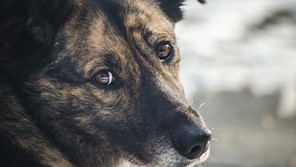 Απορρίφθηκαν τα ασφαλιστικά μέτρα εναντίον Λαρισαίου για το γάβγισμα του σκύλου του 
