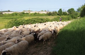 Αποζημιώσεις σε Λαρισαίους κτηνοτρόφους από το ΥΠΑΑΤ