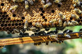 Κέντρο Μελισσοκομίας Λάρισας: Επιδοτήσεις στους μελισσοκόμους για τις κυψέλες 