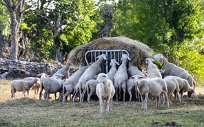 Λάρισα: Kατασχέσεις λογαριασμών γεωργών και κτηνοτρόφων για παλιά δάνεια 