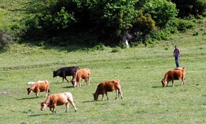 Αναδιανομή πόρων για τη βιολογική κτηνοτροφία – 29,2 εκατ. ευρώ στη Θεσσαλία