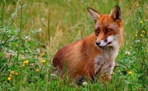 Ξεκινά ο εναέριος εμβολιασμός των αλεπούδων στη Λάρισα - Δολώματα για προστασία από τη λύσσα