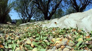 Ελασσόνα: Mεγάλη μείωση στην παραγωγή αμυγδάλου 