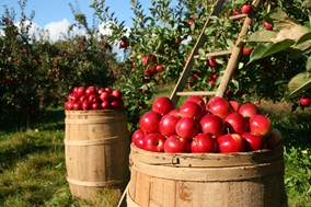 Αγιά: Δεύτερη συνεχόμενη καταστροφική χρονιά για τα μήλα