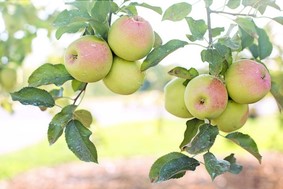 Πληρώνονται οι αποζημιώσεις για μήλα και κάστανα - Δικαιούχοι και Λαρισαίοι παραγωγοί 