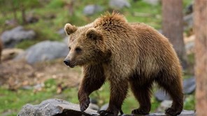 Αρκούδα εμφανίστηκε στον Όλυμπο - Θορυβημένοι κτηνοτρόφοι και μελισσοκόμοι 
