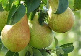 Καλές οι τιμές στα για τα αχλάδια Κρυστάλλια στη Θεσσαλία
