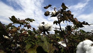 Διαστάσεις επιδημίας λαμβάνει το πράσινο σκουλήκι στον κάμπο της Λάρισας