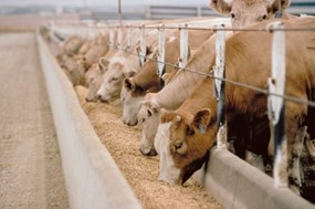 Αποζημιώσεις 500.000 ευρώ σε 49 κτηνοτρόφους της ΠΕ Λάρισας 