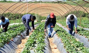 Διορθώθηκε η απόφαση για τους εργάτες γης στη Λάρισα
