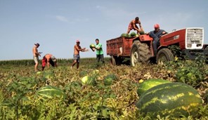 Λάρισα: Αγωνία στα χωράφια – Ακόμη περιμένουν τους εργάτες γης
