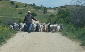 Μετανάστες βοσκοί «σώζουν» την κτηνοτροφία στη Θεσσαλία
