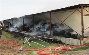 Kάηκαν εκατοντάδες ζώα μετά από φωτιά σε κτηνοτροφική μονάδα της Λάρισας 