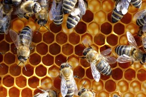 Κέντρο Μελισσοκομίας Λάρισας: Εκπνέει την Τετάρτη 20/10 η προθεσμία για δήλωση κυψελών  