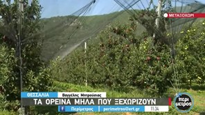 Tα ορεινά μήλα της Μελιβοίας που ξεχωρίζουν (Βίντεο) 