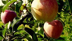 Εκλεψε 100 κιλά μήλα από χωράφι στην Ελασσόνα!